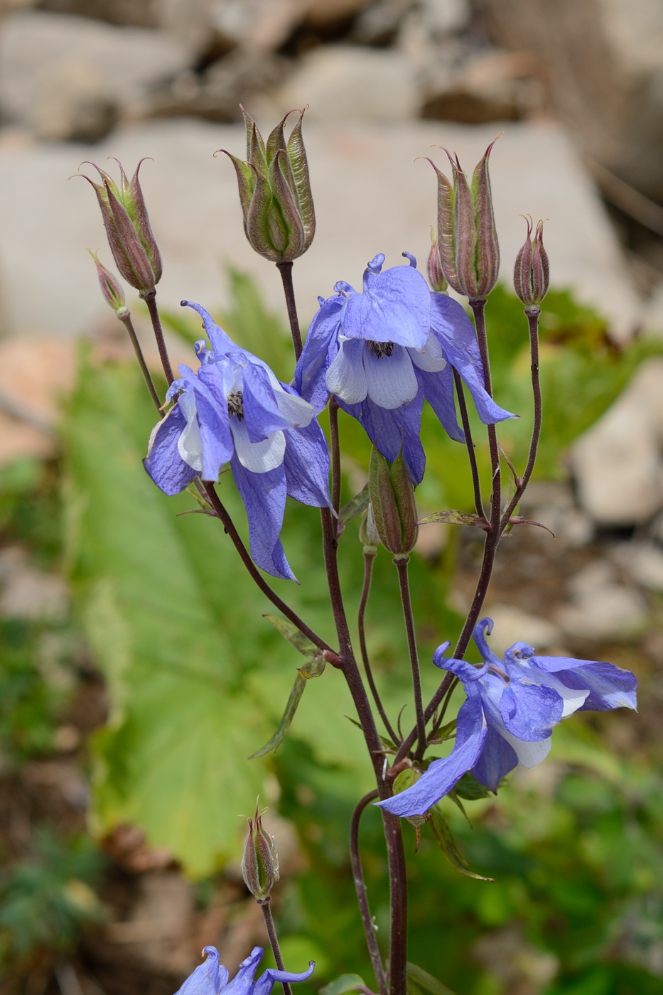 Image of Aquilegia olympica specimen.