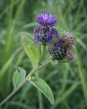 Centaurea phrygia