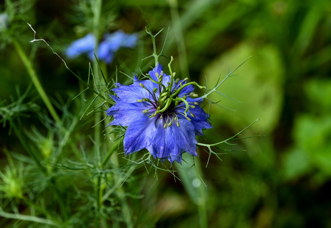 Изображение особи Nigella damascena.