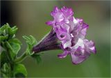 Petunia × atkinsiana. Распускающийся цеток (махровая форма). Московская обл., Раменский р-н, окр. дер. Хрипань, садовый участок. 16.07.2023.