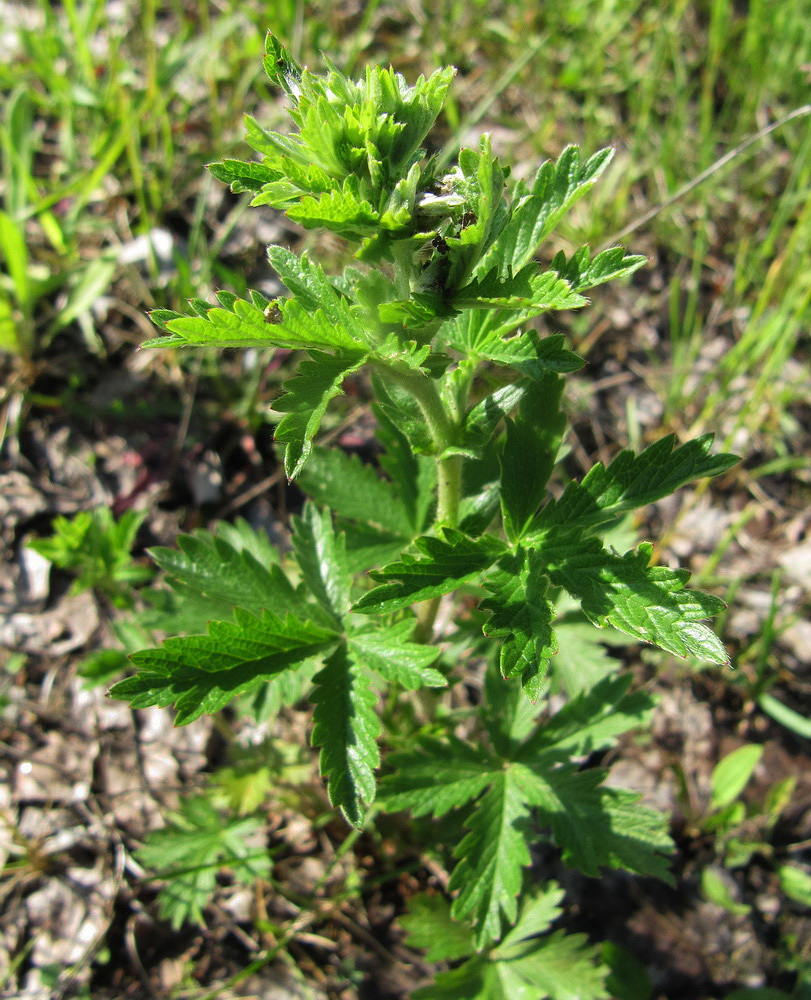 Изображение особи Potentilla intermedia.