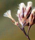 Syneilesis aconitifolia