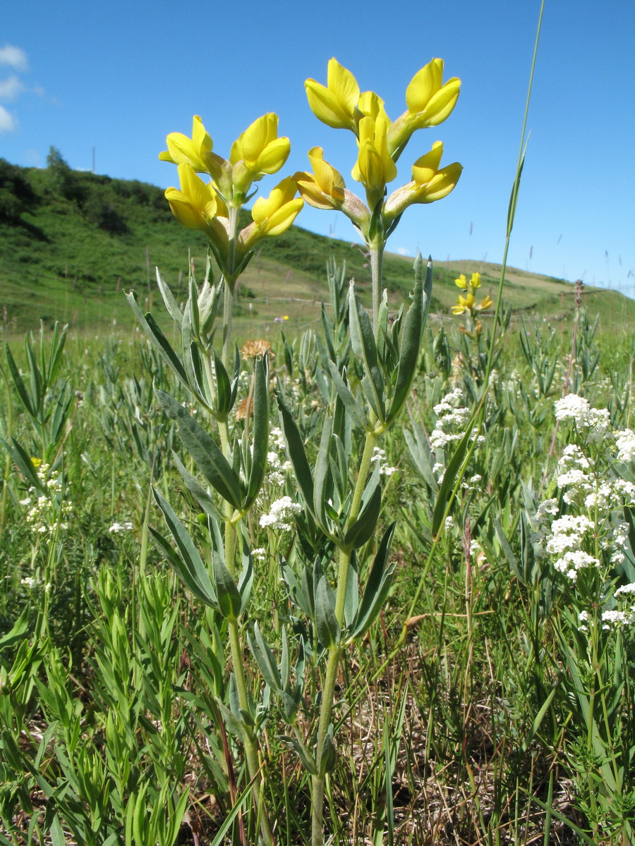 Image of Thermopsis mongolica specimen.