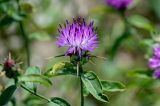 Centaurea iberica. Верхушка побега с соцветием. Чечня, Веденский р-н, долина р. Ахкичу, каменистый участок лугового склона. 26.07.2022.