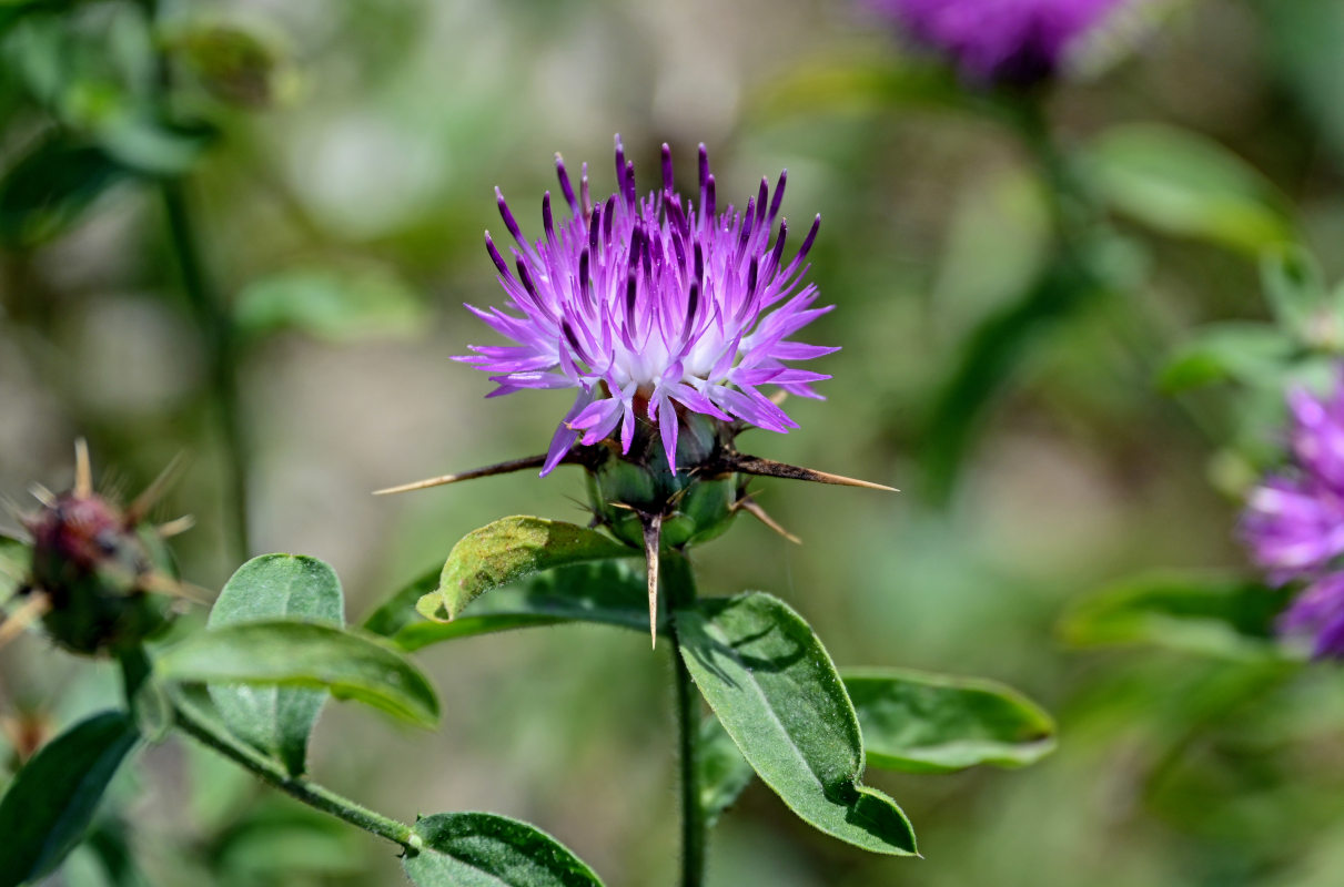 Image of Centaurea iberica specimen.