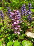 Ajuga reptans