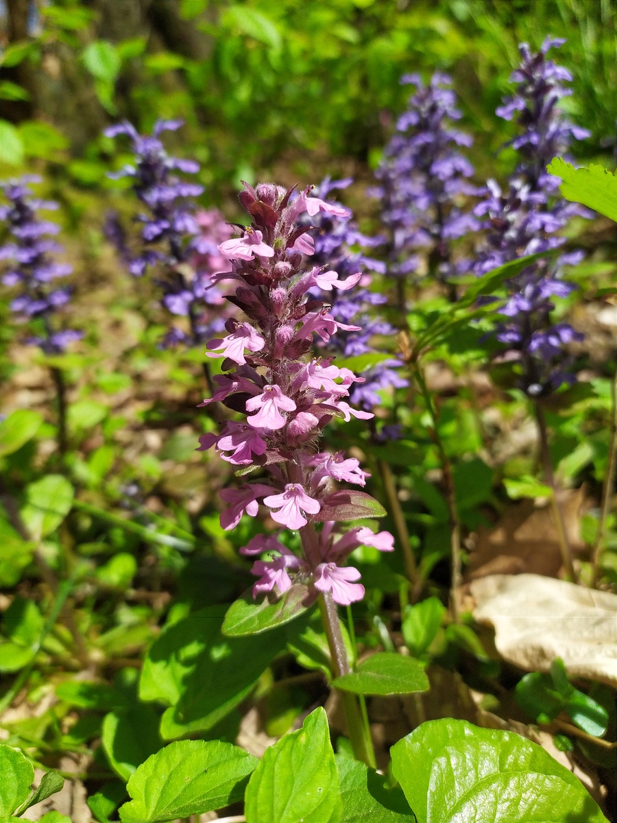 Изображение особи Ajuga reptans.
