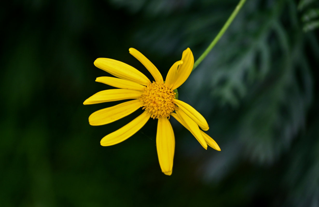 Изображение особи Euryops pectinatus.