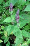 Stachys sylvatica. Цветущие растения. Москва, сероольховый лес по берегу р. Сходня. 10.07.2008.