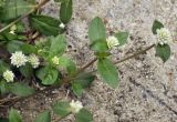 Gomphrena celosioides. Побеги с соцветиями. Таиланд, Бангкок, Донмыанг, жилой квартал, заросший газон. 11.09.2023.