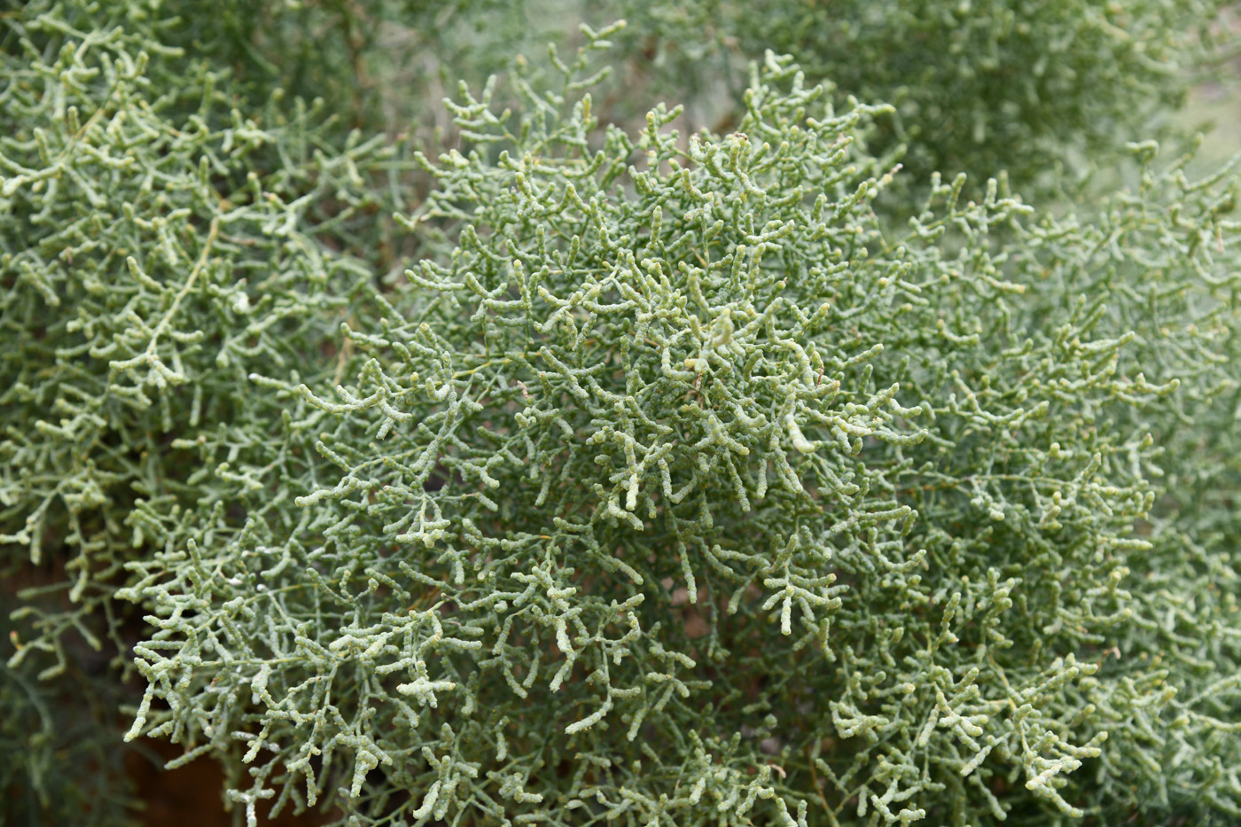 Image of Kalidium caspicum specimen.