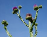 Onopordum acanthium