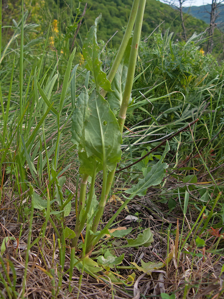 Изображение особи Rumex tuberosus.