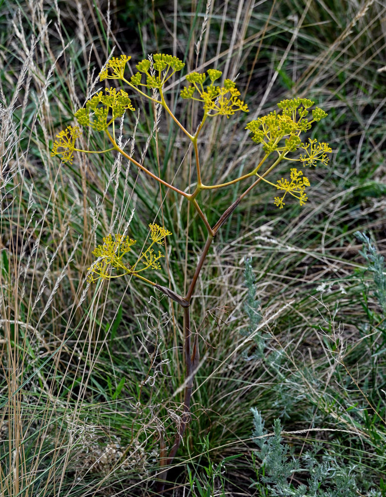 Изображение особи Ferula caspica.