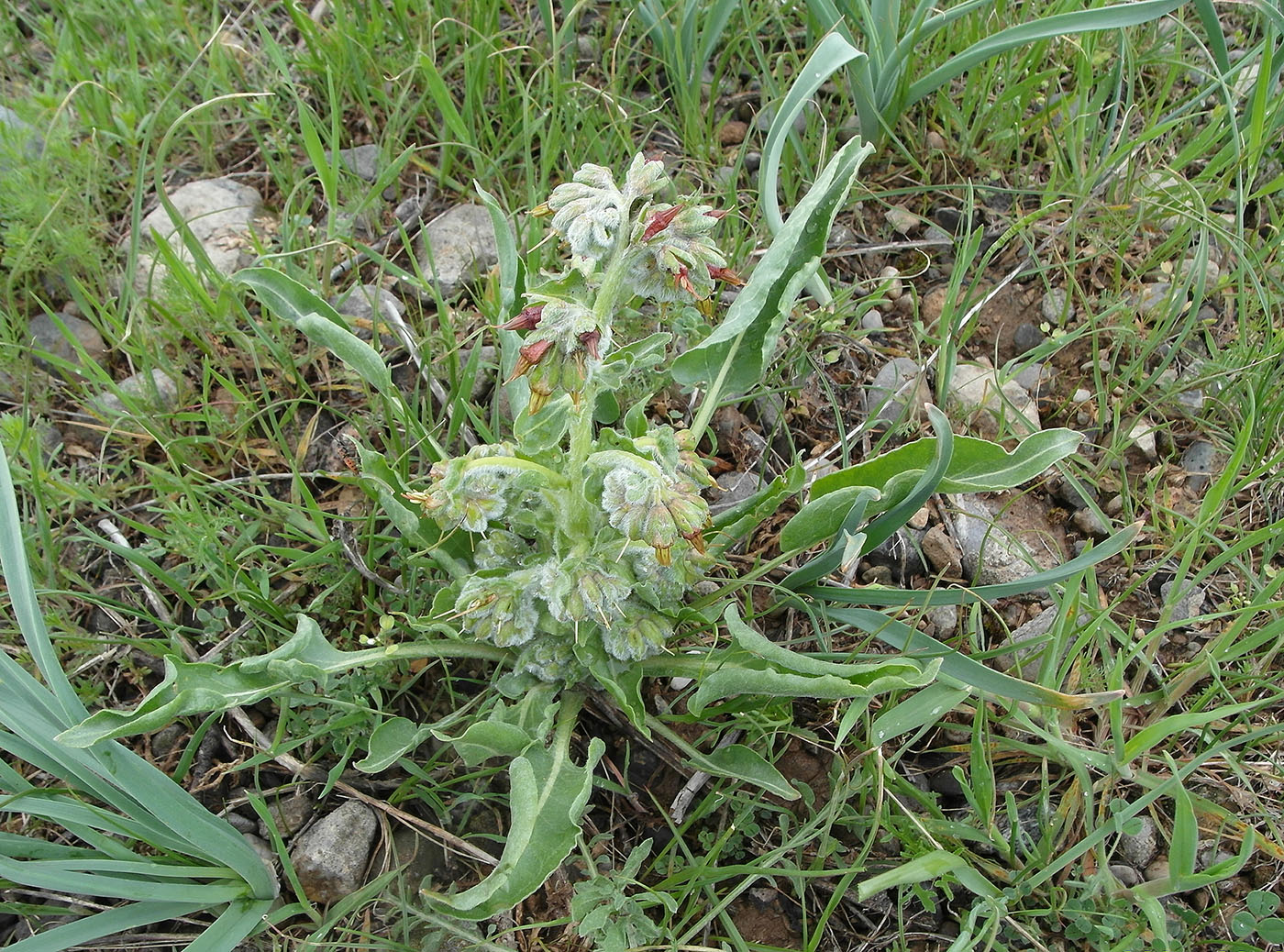 Изображение особи Rindera echinata.