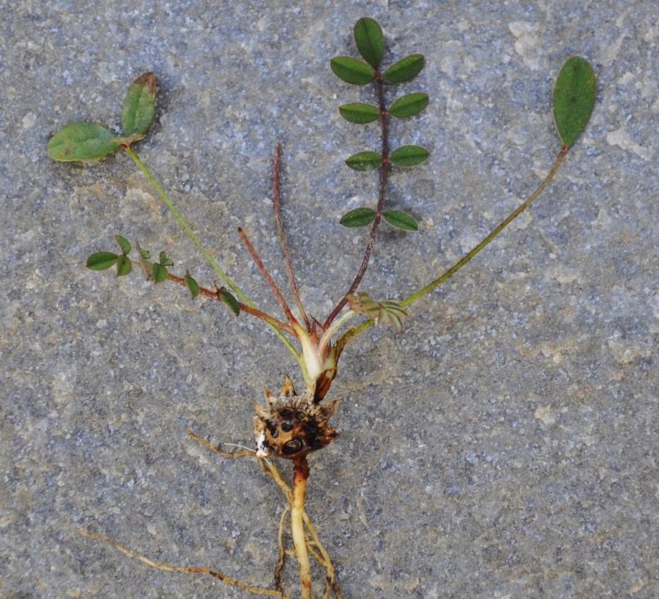 Image of Onobrychis aequidentata specimen.