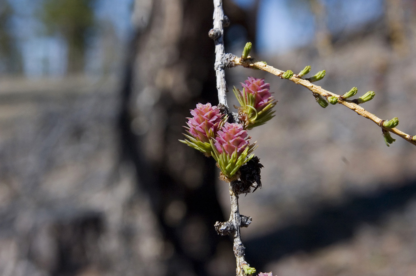 Изображение особи Larix sibirica.