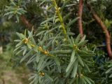 род Taxus