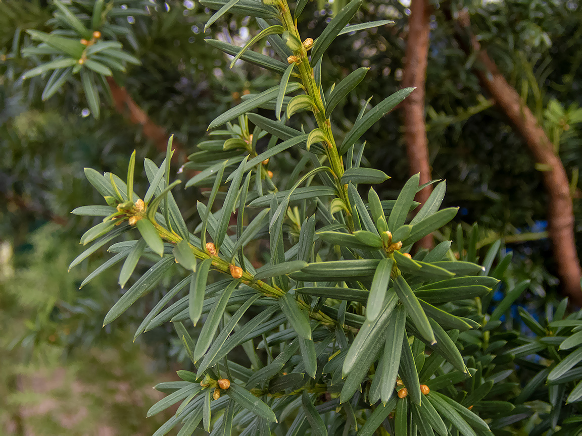 Изображение особи род Taxus.