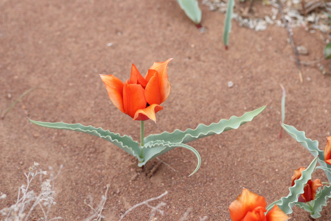 Изображение особи Tulipa alberti.