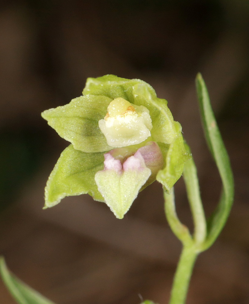 Image of Epipactis euxina specimen.
