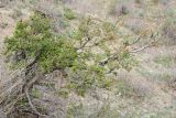 Prunus sogdiana