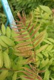 Sorbaria sorbifolia