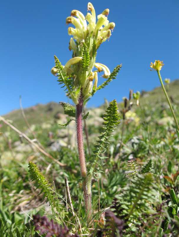 Image of Pedicularis chroorrhyncha specimen.