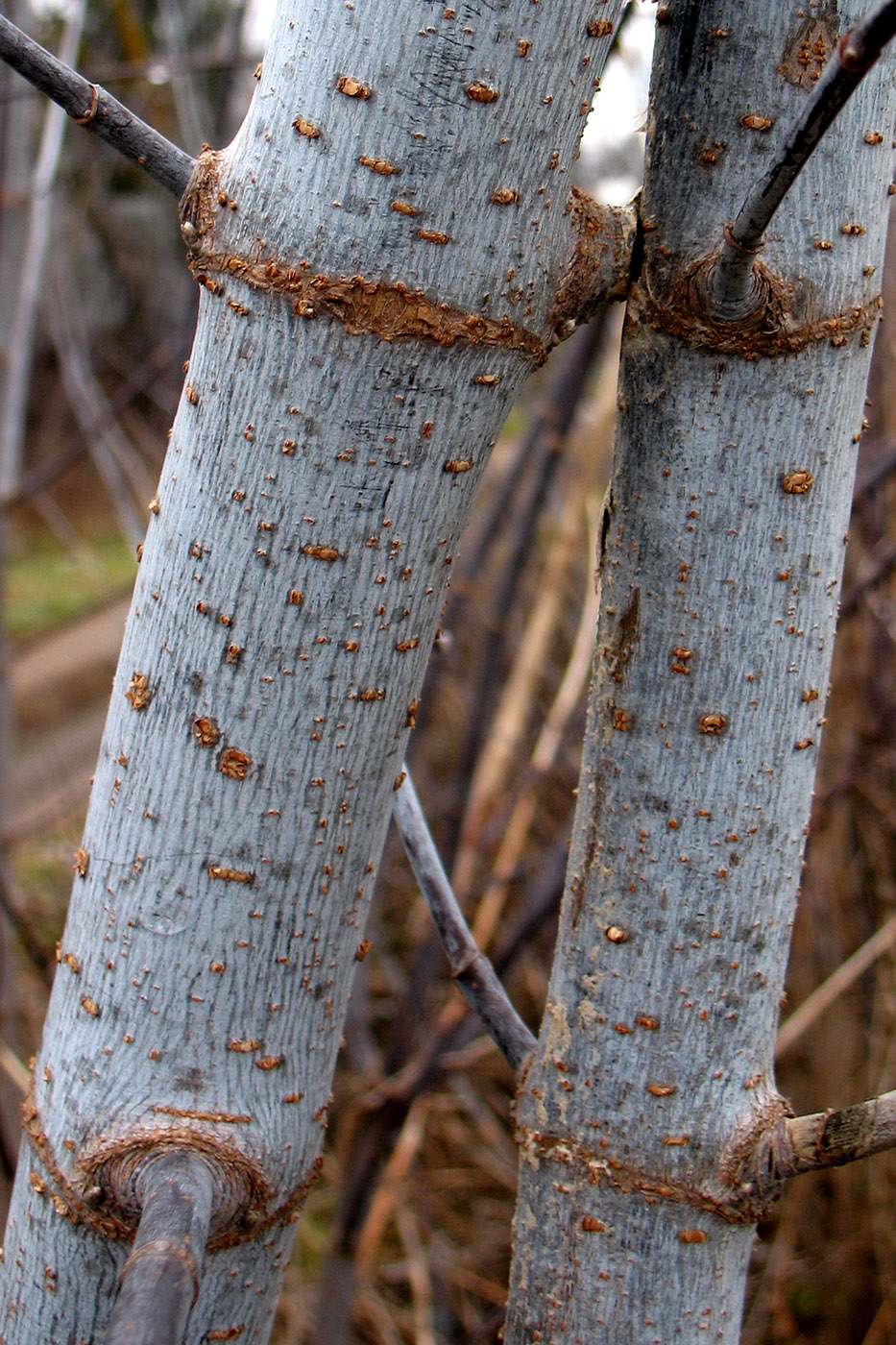 Image of Acer negundo specimen.