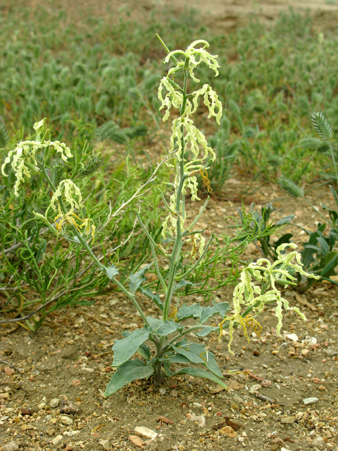 Изображение особи Matthiola chenopodiifolia.