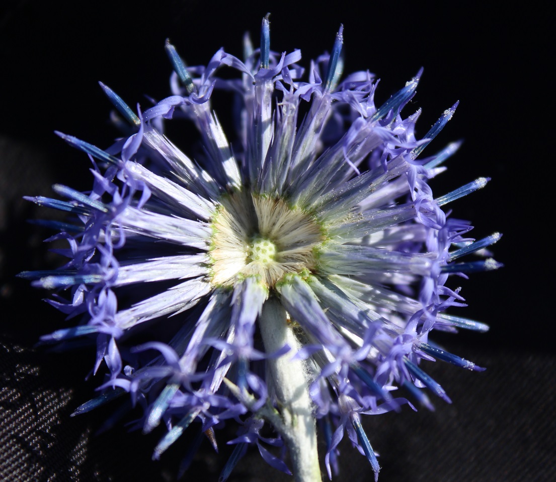 Изображение особи Echinops albotomentosus.