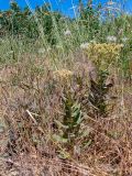 Cardaria draba