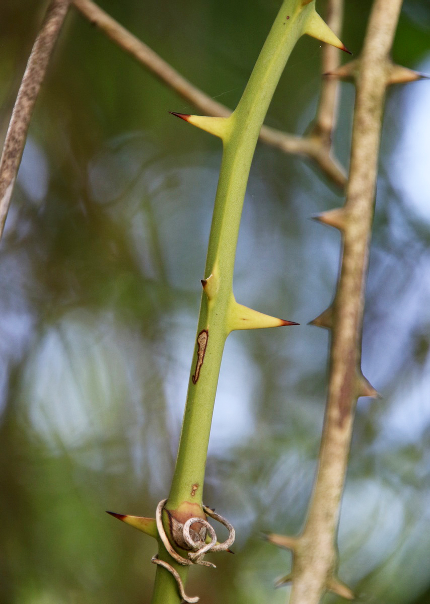 Image of Smilax excelsa specimen.