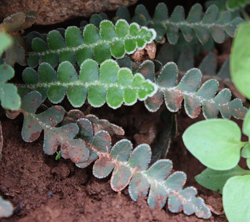 Image of Ceterach officinarum specimen.