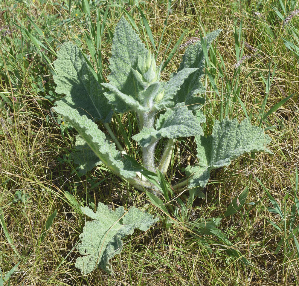 Image of Salvia macrosiphon specimen.