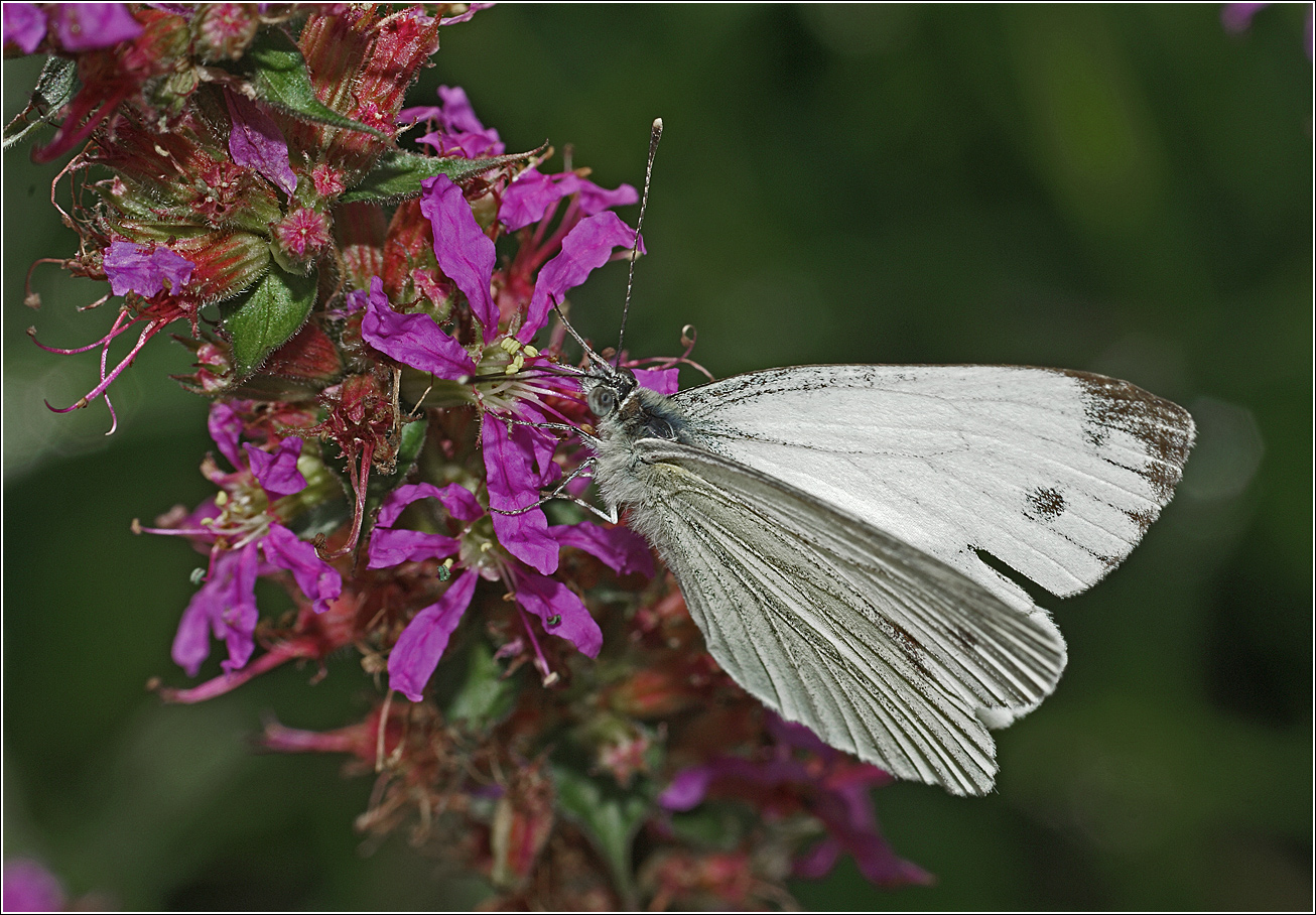 Изображение особи Lythrum salicaria.