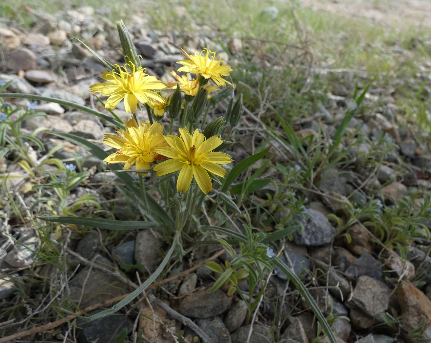 Image of Scorzonera tuberosa specimen.