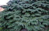 Chamaecyparis lawsoniana