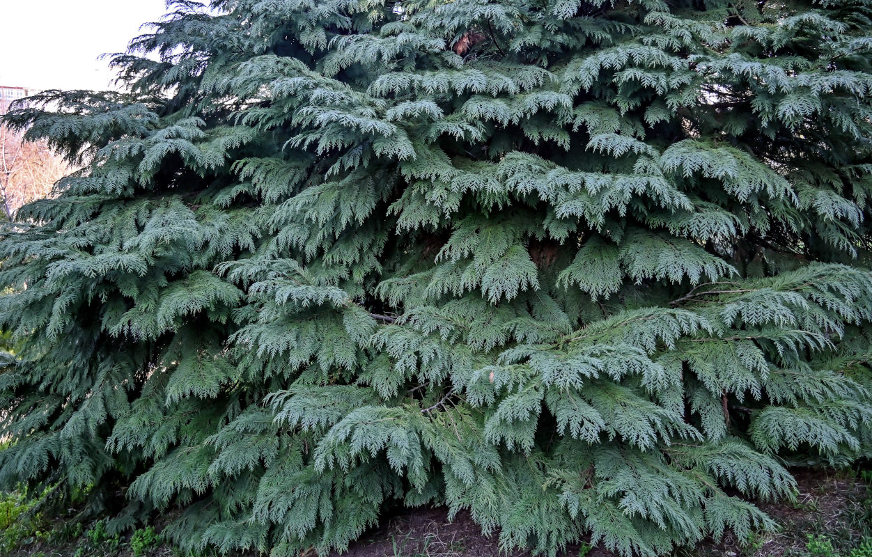 Изображение особи Chamaecyparis lawsoniana.