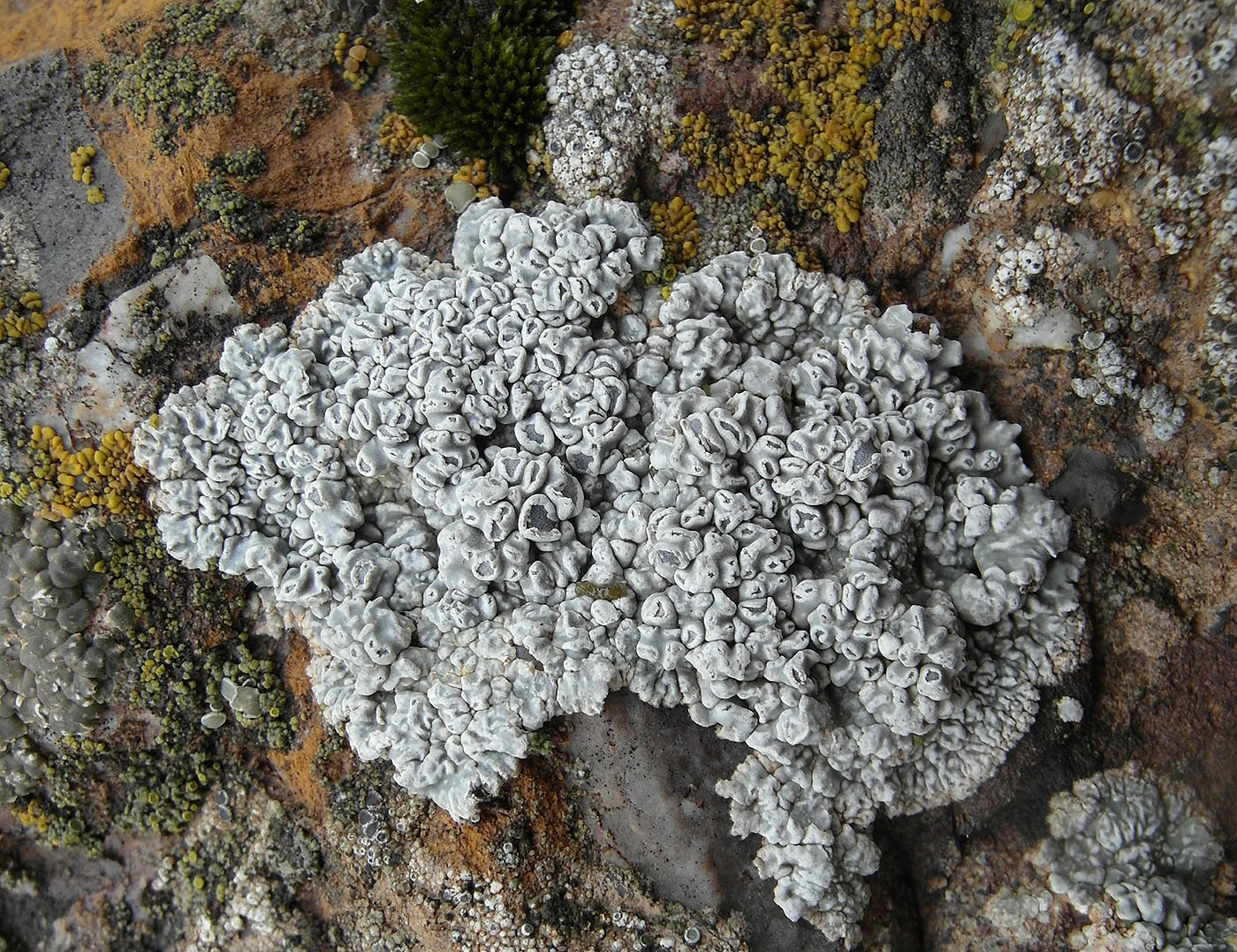 Image of Circinaria tortuosa specimen.