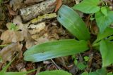 Orchis purpurea subspecies caucasica. Листья. Дагестан, Магарамкентский р-н, Самурский лес, широколиственный лес. 09.05.2025.