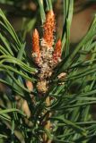 Pinus sylvestris. Верхушка побега с проснувшимися вегетативными почками и молодыми шишками. Псковская обл., Гдовский р-н, окр. дер. Самолва, мемориальный комплекс «Князь Александр Невский с дружиной», побережье Чудского озера, выкашиваемый луг. 27.04.2025.