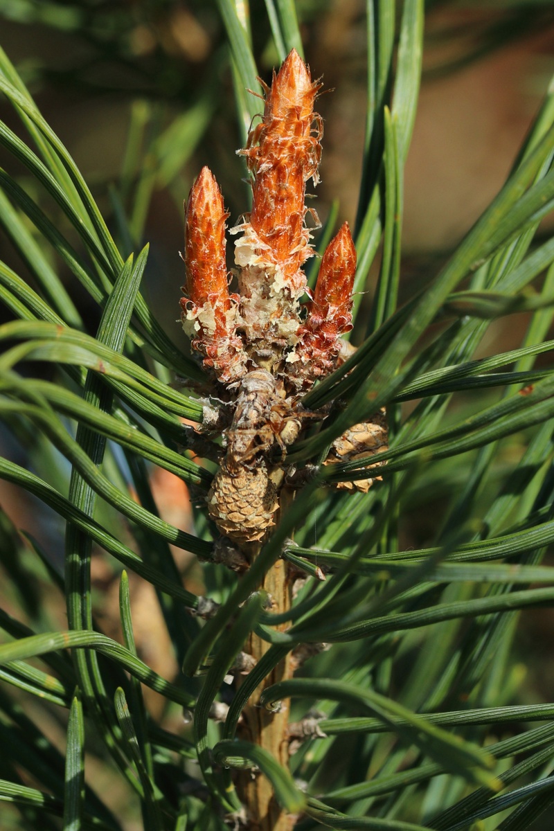 Image of Pinus sylvestris specimen.