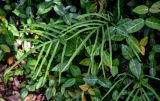 Pteris multifida