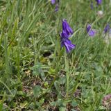 род Campanula