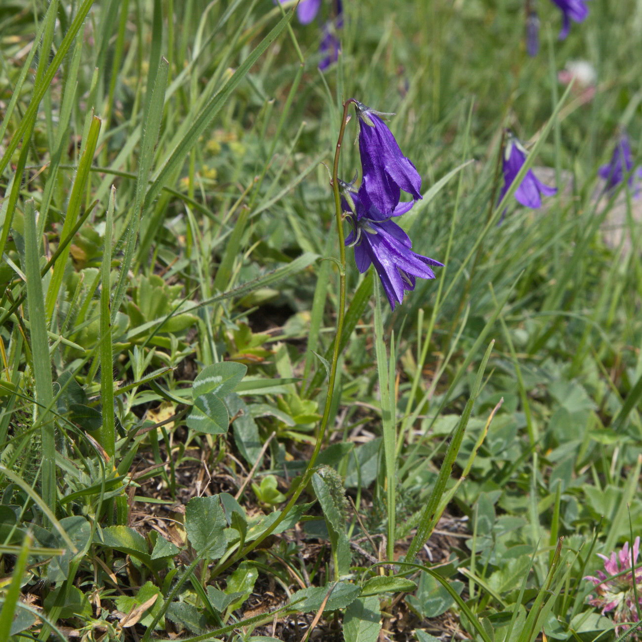 Image of genus Campanula specimen.