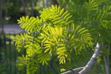 Фото Sorbus aucuparia подвид glabrata