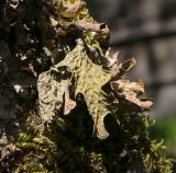 Lobaria pulmonaria