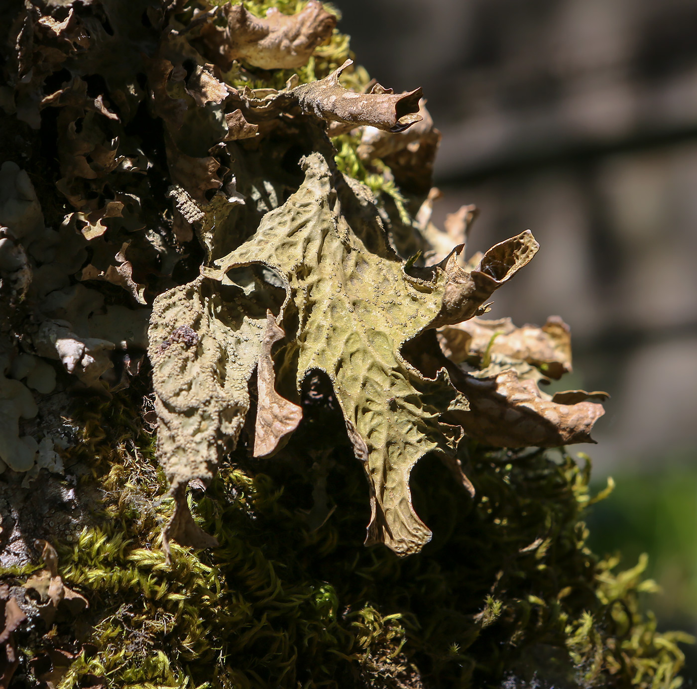 Изображение особи Lobaria pulmonaria.