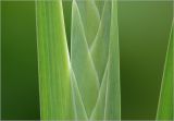 Gladiolus × gandavensis. Часть развивающегося соцветия и листьев. Московская обл., Раменский р-н, окр. дер. Хрипань, садовый участок. 30.07.2025.